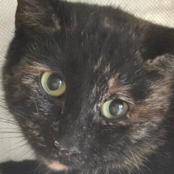 Domestic Short Hair Cats Available for Adoption - Rave | PetCurious