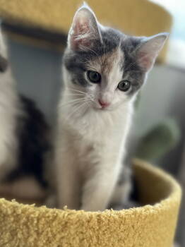Rescue Domestic Short Hair Cats for Adoption in Minneapolis, Minnesota - Sage C4741 | PetCurious