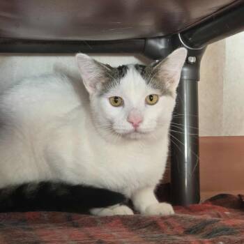 Rescue Domestic Short Hair Cats for Adoption in Ballston Spa, New York - Alexander | PetCurious