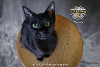 Domestic Short Hair Cats Available for Adoption - Phantom | PetCurious