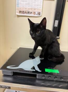 Domestic Short Hair Cats Available for Adoption - Sprout | PetCurious