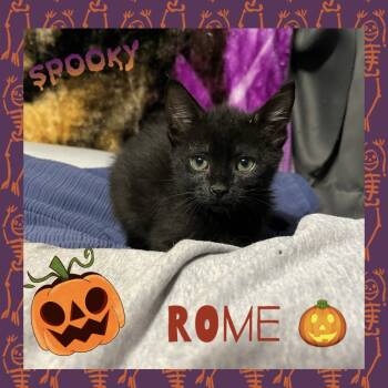 Rescue Domestic Short Hair Cats for Adoption in Reisterstown, Maryland - Rome | PetCurious