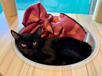 Morgan -  Domestic Short Hair Cat for Adoption in Cape Coral, Florida - Morgan | PetCurious