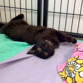 Coral -  Domestic Medium Hair Cat for Adoption in Hawthorne, California - Coral | PetCurious