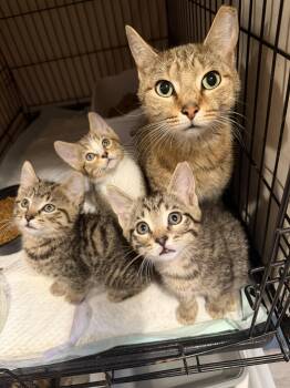 Domestic Short Hair Cats Available for Adoption in Cleveland, Ohio - Macadamia Nut | PetCurious