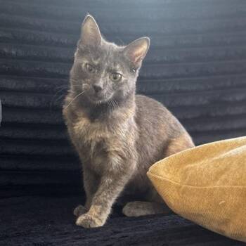 Sara Crewe -  Domestic Short Hair Cat for Adoption in Los Angeles, California - Sara Crewe | PetCurious