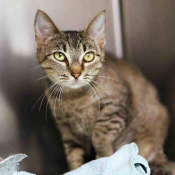 Trinity -  Domestic Short Hair Cat for Adoption in Atlanta, Georgia - Trinity | PetCurious
