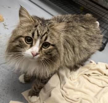 Domestic Long Hair Cats Available for Adoption - Honeydew | PetCurious