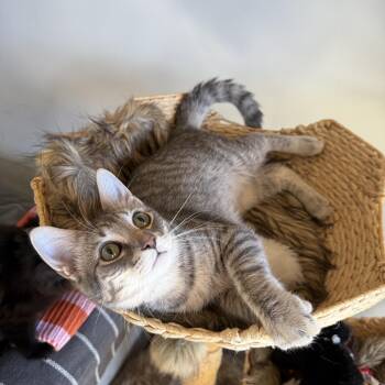 Rivington -  Domestic Short Hair Cat for Adoption - Rivington | PetCurious