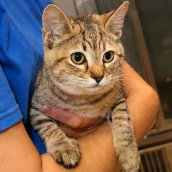 Olympia -  Domestic Short Hair Cat for Adoption in Port Washington, New York - Olympia | PetCurious