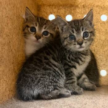 Cerberus -  Domestic Short Hair Cat for Adoption in Philadelphia, Pennsylvania - Cerberus | PetCurious