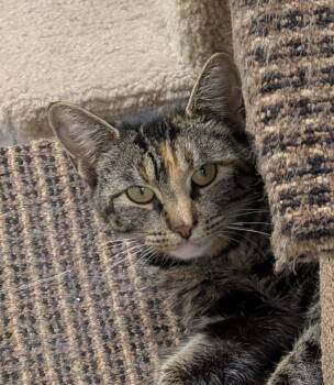 Rescue Domestic Short Hair Cats for Adoption in Wetaskiwin, Alberta - Morgan | PetCurious