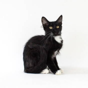 Rescue Domestic Short Hair Cats for Adoption in Florence, Arizona - Solar | PetCurious