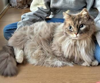 Ragdoll Cats Available for Adoption in Hillsboro, Oregon - NEBO #1876 - Offered By Owner - Ragdoll | PetCurious