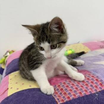 Teddy -  Domestic Short Hair Cat Available for Adoption in Allegan, Michigan - Teddy | PetCurious