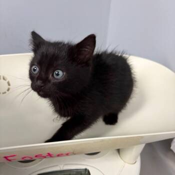Domestic Medium Hair Cats Available for Adoption in Columbus, Georgia - Chickamauga 8033 | PetCurious