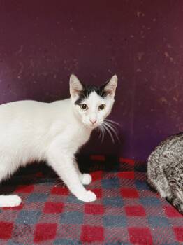 Domestic Short Hair Cats Available for Adoption - Shane | PetCurious
