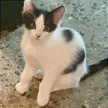 A1046579 Sully -  Domestic Short Hair Cat for Adoption in Pleasant Hill, California - A1046579 Sully | PetCurious