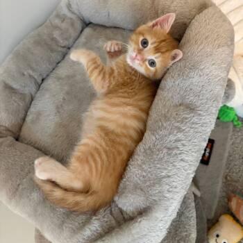Washington -  Domestic Short Hair Cat for Adoption in Valdosta, Georgia - Washington | PetCurious