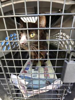 JINX -  Domestic Short Hair Cat for Adoption in San Antonio, Texas - JINX | PetCurious