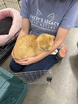 Diego -  American Shorthair Cat Available for Adoption in Kinston, North Carolina - Diego | PetCurious