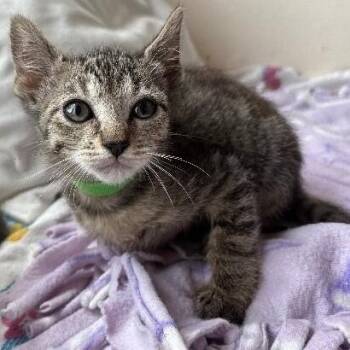 Juniper Woodville -  Tabby and Domestic Short Hair Cat for Adoption in Friendswood, Texas - Juniper Woodville | PetCurious