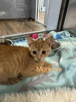 Domestic Short Hair Cats Available for Adoption in Hilton Head Island, South Carolina - Munchie | PetCurious