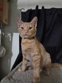 Blaze Bell 7570 -  Domestic Short Hair Cat for Adoption in Dallas, Texas - Blaze Bell 7570 | PetCurious