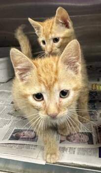 Domestic Short Hair Cats Available for Adoption in Broomfield, Colorado - CROOKSHANKS | PetCurious