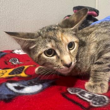 Asia -  Domestic Short Hair Cat for Adoption in Tampa, Florida - Asia | PetCurious