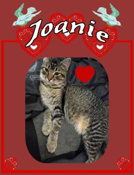 Joanie -  Tabby Cat for Adoption in Piedmont, Missouri - Joanie | PetCurious