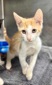 Reaper -  Domestic Short Hair Cat for Adoption in Danielsville, Georgia - Reaper | PetCurious