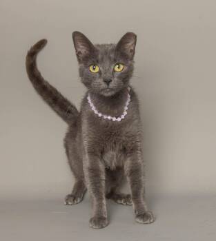 DREA -  Domestic Short Hair Cat for Adoption in Wyandotte, Michigan - DREA | PetCurious
