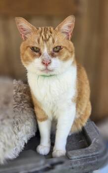 Pumpkin -  Domestic Short Hair and Tabby Cat for Adoption in Attalla, Alabama - Pumpkin | PetCurious
