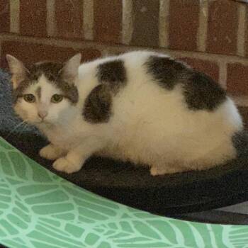 Holmes -  Domestic Short Hair Cat for Adoption in Greenfield, Indiana - Holmes | PetCurious