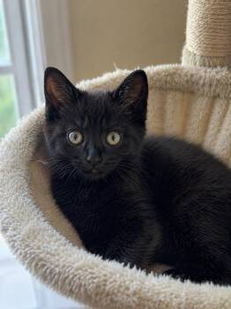 Domestic Short Hair Cats Available for Adoption in Lemoyne, Pennsylvania - Bamboo | PetCurious