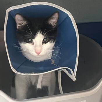 Darlin -  Domestic Short Hair Cat for Adoption in Sarasota, Florida - Darlin | PetCurious