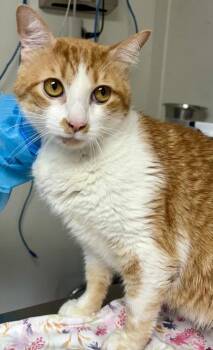 Domestic Short Hair Cats Available for Adoption in San Antonio, Texas - Goose | PetCurious
