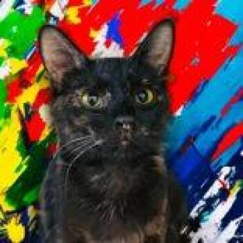 Druella -  Domestic Short Hair Cat for Adoption in Portsmouth, Ohio - Druella | PetCurious