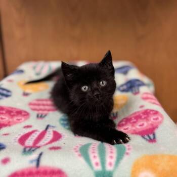 Kale--In Foster -  Domestic Short Hair Cat for Adoption in Fargo, North Dakota - Kale--In Foster | PetCurious
