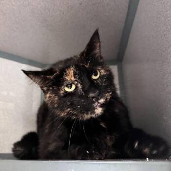Zumi -  Domestic Short Hair Cat for Adoption in Waterloo, Iowa - Zumi | PetCurious