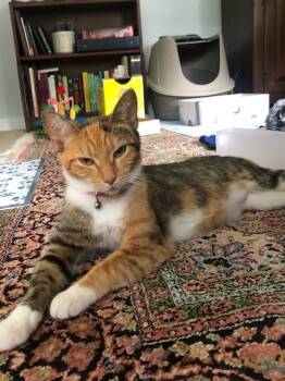 Rescue Calico and Tabby Cats for Adoption in Cary, North Carolina - Kiki | PetCurious