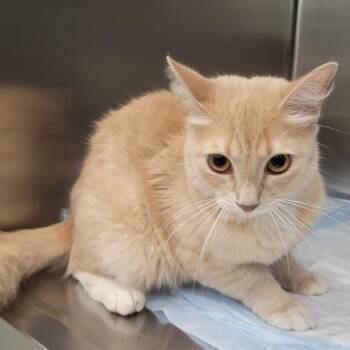 Domestic Medium Hair Cats Available for Adoption in Westminster, California - WAGS-Stray-21201 | PetCurious