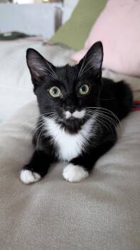 Vicencio Walton -  Domestic Short Hair Cat for Adoption in Philadelphia, Pennsylvania - Vicencio Walton | PetCurious