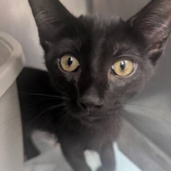 Luther -  Domestic Short Hair Cat for Adoption in Birmingham, Alabama - Luther | PetCurious
