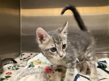 Domestic Short Hair Cats Available for Adoption in Tustin, California - KONA | PetCurious