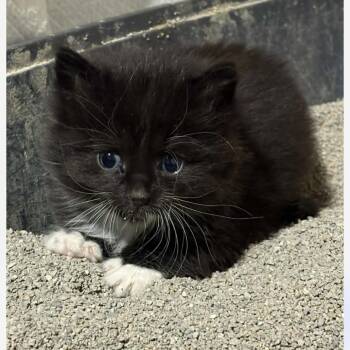 Atlantis -  Domestic Long Hair Cat for Adoption in St. Peters, Missouri - Atlantis | PetCurious
