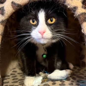 White Wall Tires -  Domestic Short Hair Cat for Adoption in Austin, Texas - White Wall Tires | PetCurious
