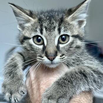 Ethan -  Domestic Short Hair Cat for Adoption in Matteson, Illinois - Ethan | PetCurious