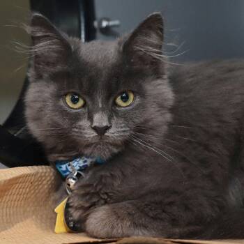 Pepper -  Domestic Long Hair Cat for Adoption in Port Washington, New York - Pepper | PetCurious
